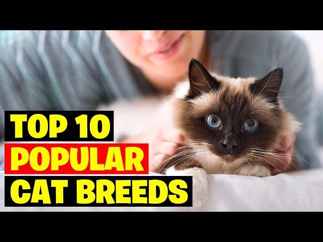 Top 10 Popular Cat Breeds In The World