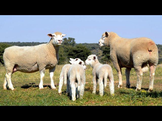 Île-de-France Sheep | Adaptable Triple Purpose