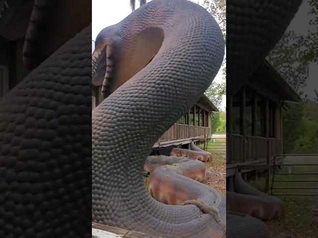 Titanoboa, Zoo  Florida