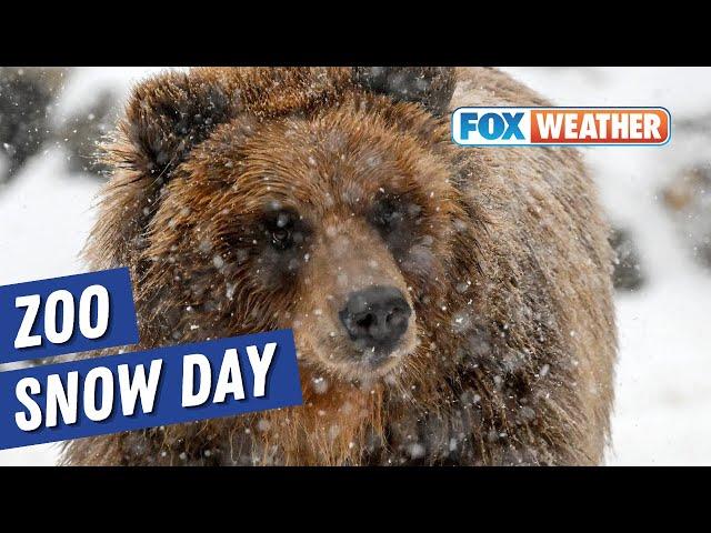 Animals at Brookfield Zoo Chicago play in the snow