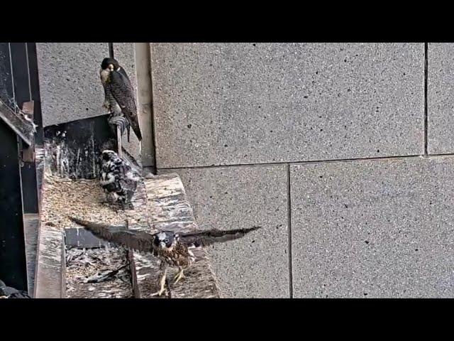 Falcon chick enjoying running on ledge | 367 Collins Falcons | Nov 8, 2024