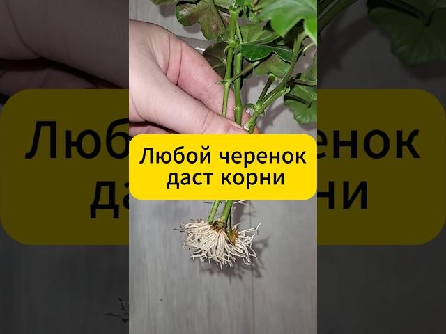 Любой черенок даст корни #дача #огород #сад #черенки #черенкование #лайфхак