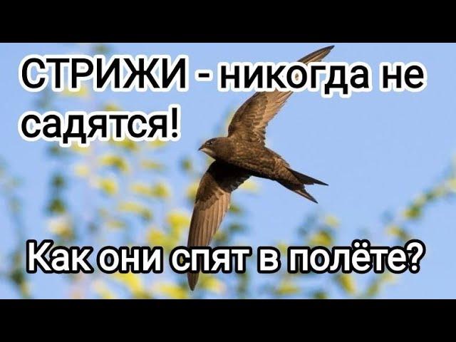 Чёрные стрижи: Птицы, которые НИКОГДА не садятся! Удивительные факты, о которых вы не знали!