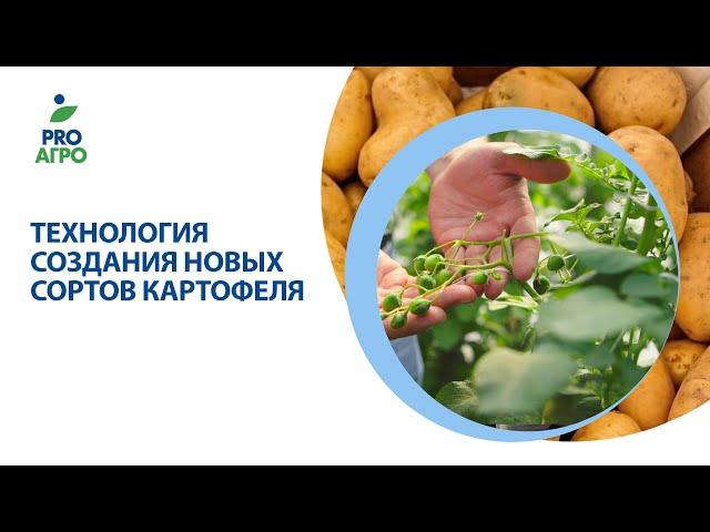 Технология создания новых сортов картофеля.