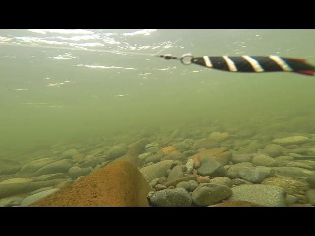 Spin Fishing lures that catch trout