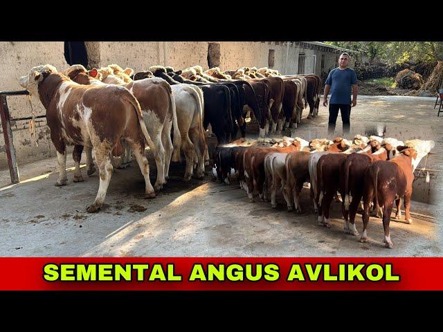 ANGUS SEMENTA AVLIKOL ️91-693-20-07 GEREFORT BUQALAR KELDI ZOYIRJONGA