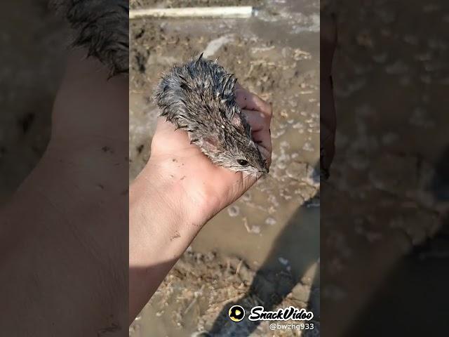 Helping A Mouse  #Shorts #shorts #ytshorts #myfirstshort
