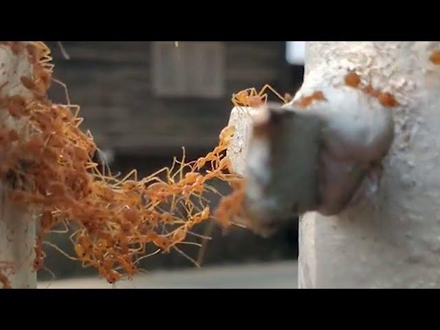 Formigas vermelhas se aglomeram para formar ponte na Tailândia