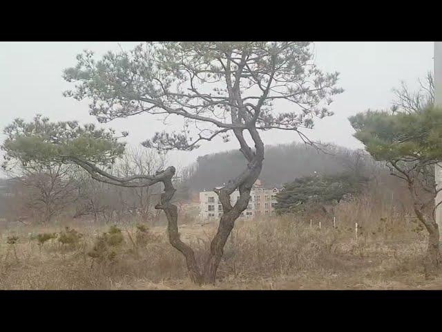 기러기일까요? 청둥오리일까요? | 영종도 전원주택가 산책로 걷기