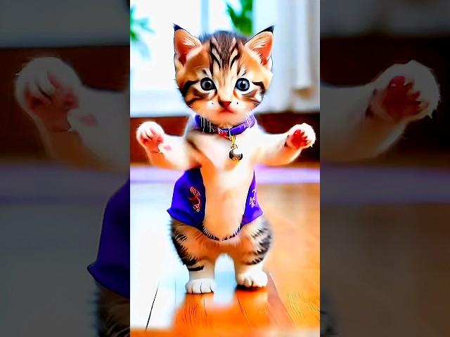 Funny Cat Dance  | #cat #catvideos #funny #dancingcat #shorts #cuteanimal