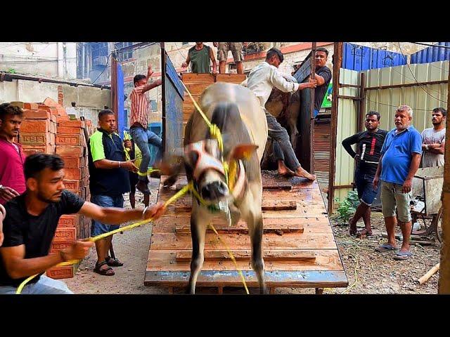 Biggest cows unloading of Asif bhai Zakria Street 2024 #cowunloading #angrycowvideo @PETSDEEWANGI