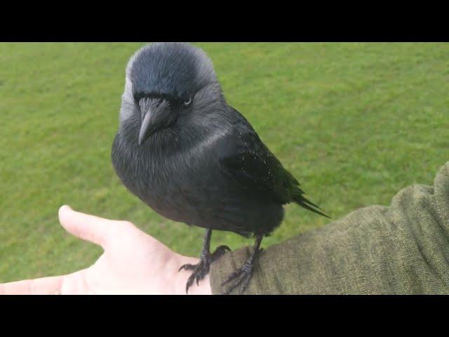 Jackdaw content to chill, offers me food