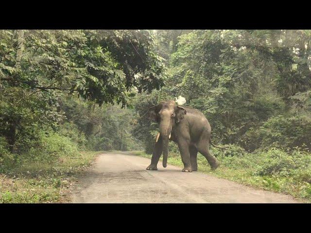 Elephant Suddenly Appeared From Other Side .