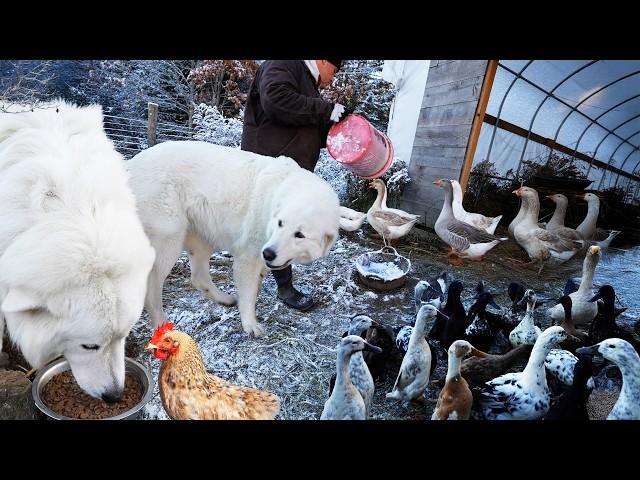 Day in the Farm Life: Stick Season in Vermont