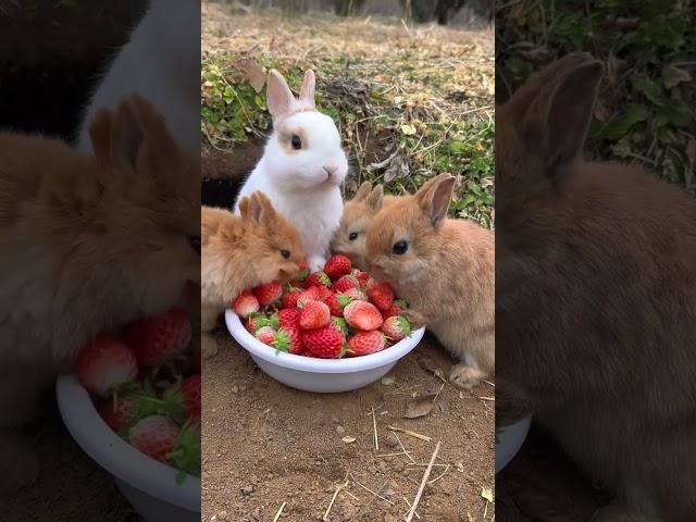 A group of rabbits eat strawberries and are cute. Rabbits. Little cute pets in the countryside.