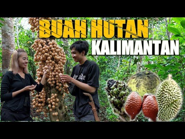 MENCARI BUAH-BUAHAN DI HUTAN KALIMANTAN