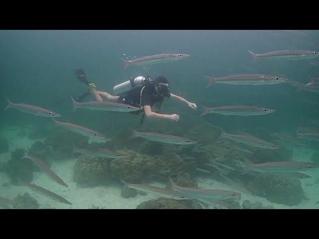 Exploring the Shallow: Scuba Diving at Ko Racha Yai, Thailand