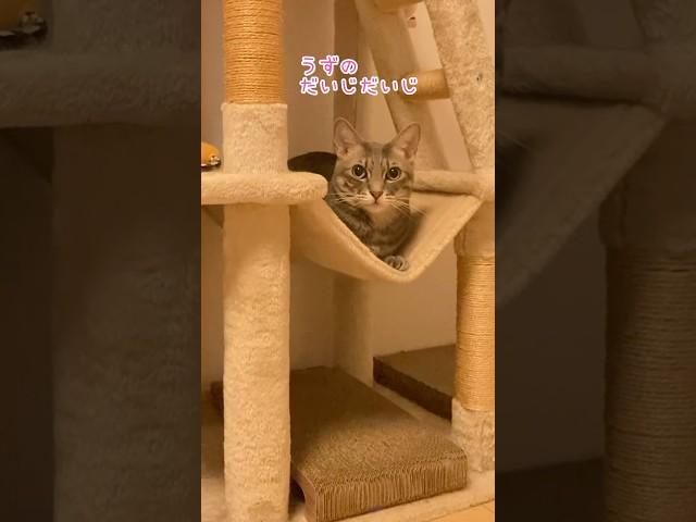 すてられなかったうずらさん #cat #猫 #shorts