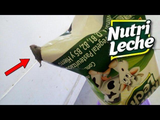 The secrets for Nutrimilk | ¿Not is milk Reall