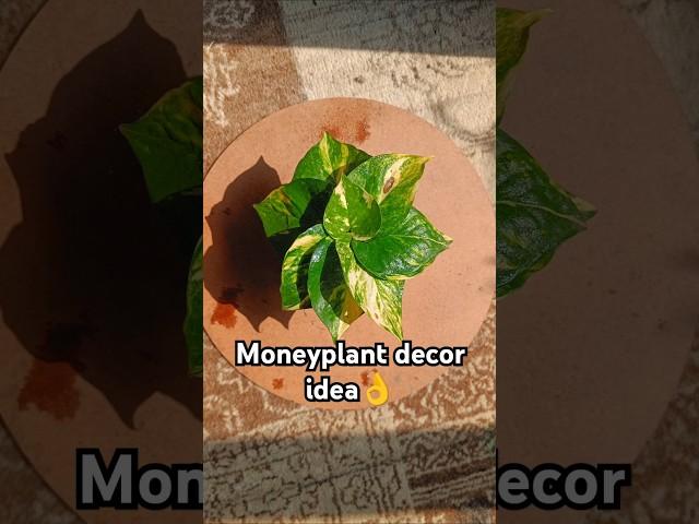 moneyplant decor idea️#shorts#viral shorts#youtube shorts#trending#song