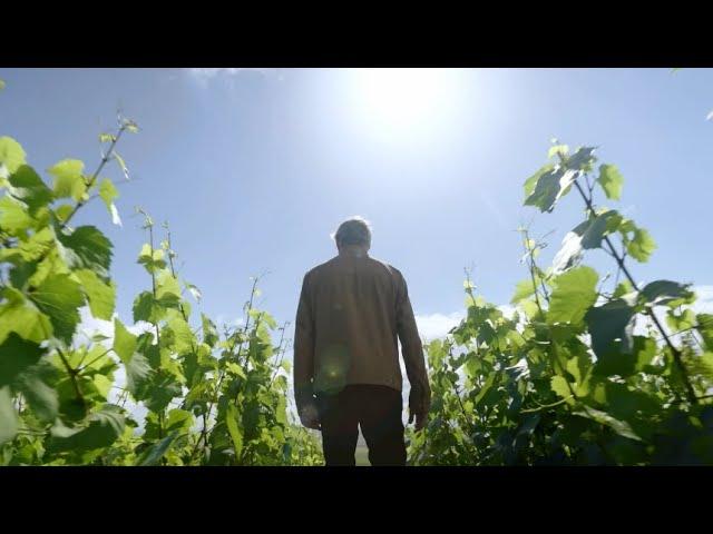 Grand Vintage Collection: stories of exceptional years - Moët & Chandon