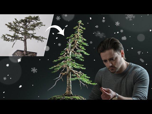 Making a Christmas Tree Bonsai