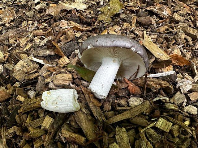 Identifying the Charcoal Burner, Russula cyanoxantha