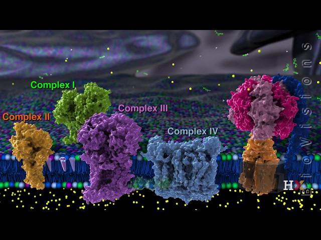Electron transport chain