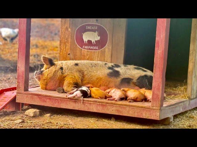 Swimming With The Piglets.