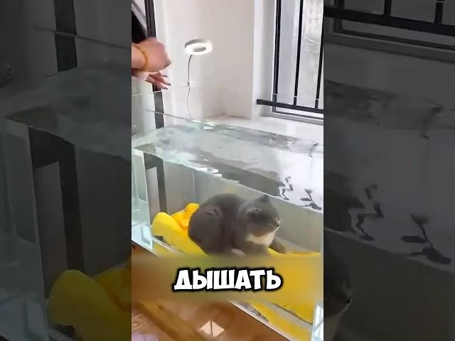 Кот Учился Дышать Под Водой! #животные