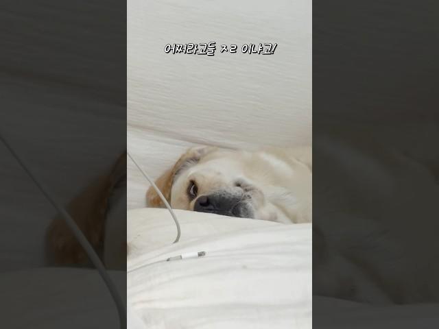 어쩌라고요?!?! #강아지일상 #retreiver #알로페시아 #포메 #잠투정