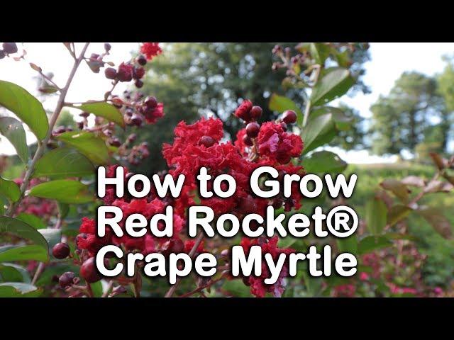 How to grow Red Rocket® Crape Myrtle (Pure Red Summer Flowering Tree)