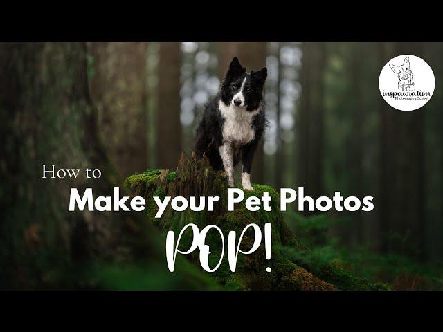 Make your pet photos POP!