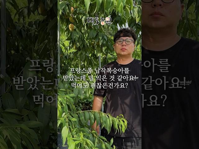납작복숭아를 받았는데 덜 익은 것 같아요! 먹어도 되는건가요?