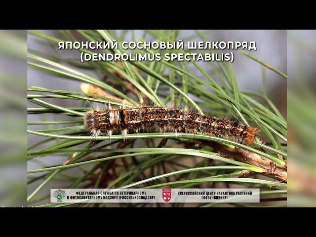 Японский сосновый шелкопряд (Dendrolimus spectabilis)