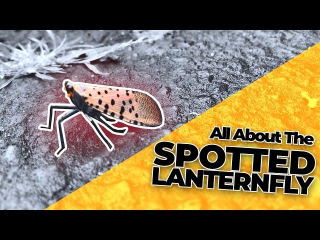 All About the Spotted Lanternfly & How to Get Rid of Them!