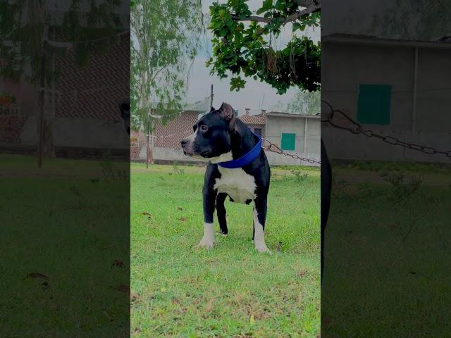 High level ke security  #pitbull #danger #breed 