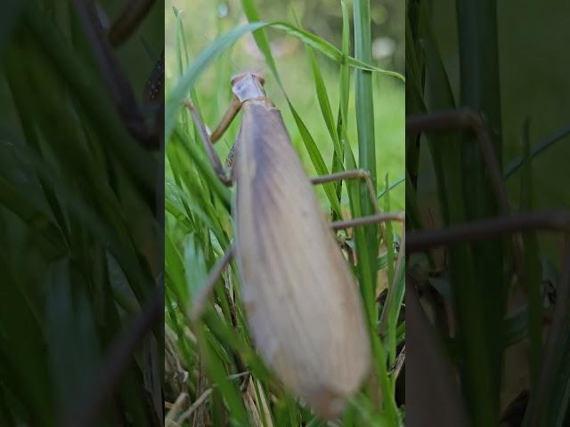 Praying Mantis with "Enya" Only time #prayingmantis #insect #shorts