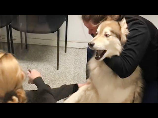 Husky's freaking out when realize he is in the vet  Funny Dog's Reaction