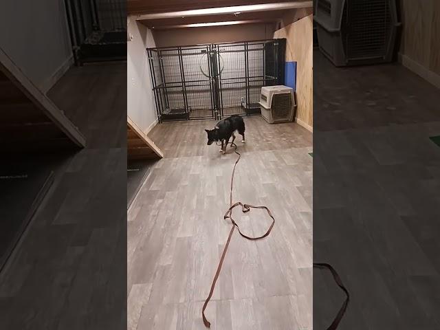 Recall training with Sunny #dog #dogtraining #recall #recalltraining