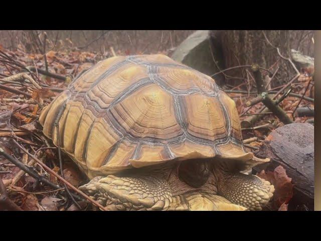 Two tortoises die after being abandoned in Ansonia