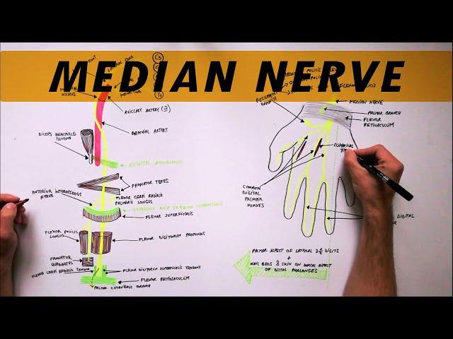 Median Nerve | Anatomy Tutorial