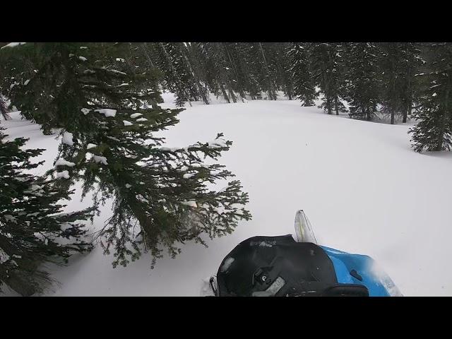 My first tree ride on a 2019 ski-doo 850 summit X 175”