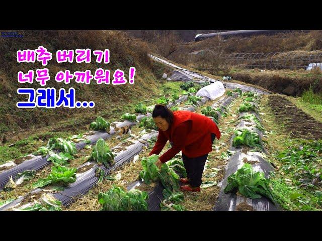 It's a waste to throw away the cabbage like this! How should I say this...