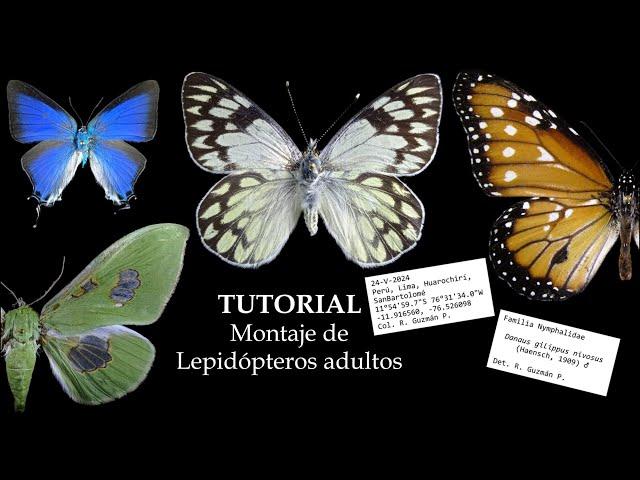 TUTORIAL - Montaje de lepidópteros adultos