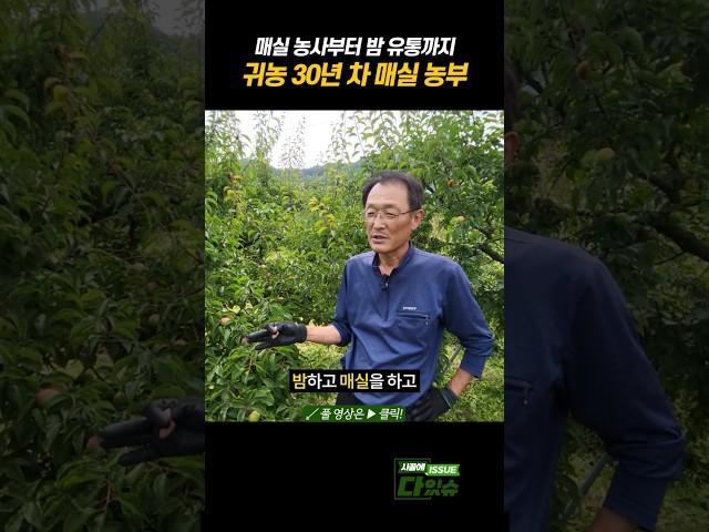 귀농 30년 차 매실 농부 #shorts