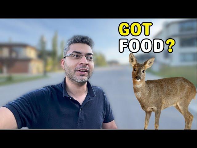 We Saw Deer On The Road In Calgary | Day 24/60