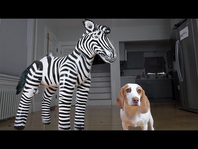 Cute Puppy Dog vs Giant Zebra