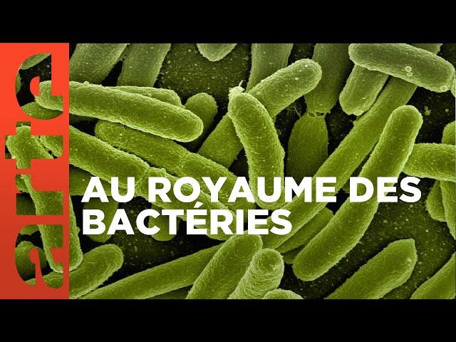 Les microbes | Les vrais maîtres de la Terre | ARTE