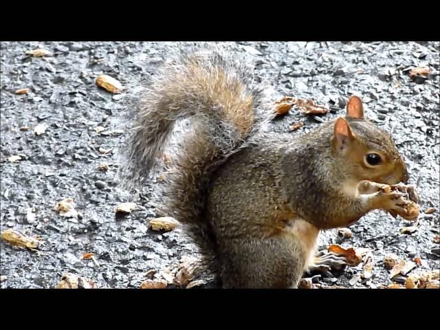 Squirrels Eating Peanuts